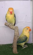 Agapornis Fischery