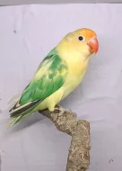 Agapornis Fischery