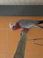Prodám dospělého samce Kakadu růžovy