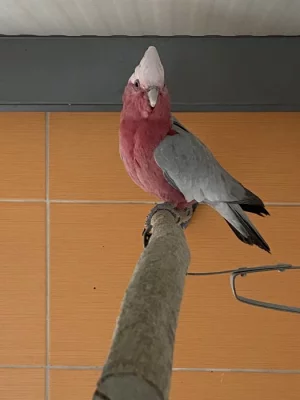 Prodám  dospělého samce Kakadu růžovy