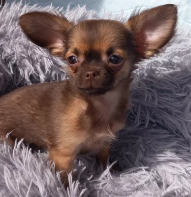 Čivava dlouhosrstá čokoládová št., s P.P.FCI