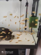 Saulosi