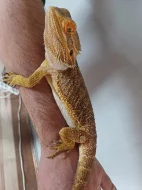 samec agamy vousate - agama vousata
