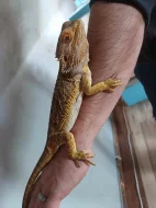 samec agamy vousate - agama vousata