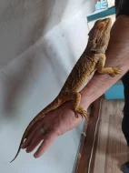 samec agamy vousate - agama vousata