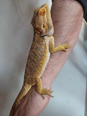 samec agamy vousate - agama vousata