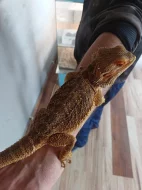 samec agamy vousate - agama vousata