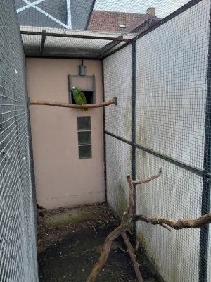 amazoňan modročelý