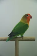 agapornis fischeri