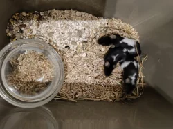 Myši - přebytek myší z chovu, barevné, různé velikosti