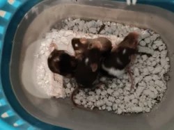 Myši - přebytek myší z chovu, barevné, různé velikosti