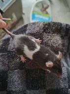 Myši - přebytek myší z chovu, barevné, různé velikosti