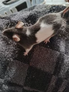 Myši - přebytek myší z chovu, barevné, různé velikosti