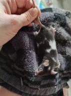 Myši - přebytek myší z chovu, barevné, různé velikosti