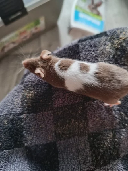 Myši - přebytek myší z chovu, barevné, různé velikosti