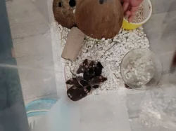 Myši - přebytek myší z chovu, barevné, různé velikosti