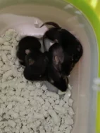 Myši - přebytek myší z chovu, barevné, různé velikosti
