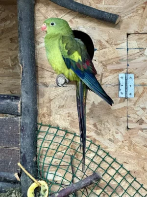 Papoušek Horský (samci)