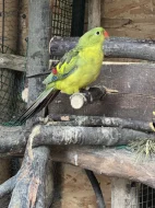Papoušek Horský (samci)
