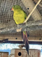 Papoušek Horský (samci)
