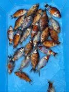 Jezírkové ryby