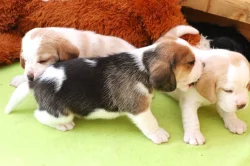 CHS beagle nabízí štěňátka s PP