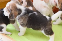 CHS beagle nabízí štěňátka s PP