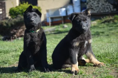 Fenka - Německý ovčák s PP