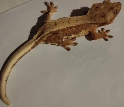 LW pagekon řasnatý