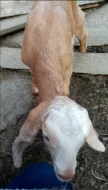Prodám 100% anglonubijská kůzlátka