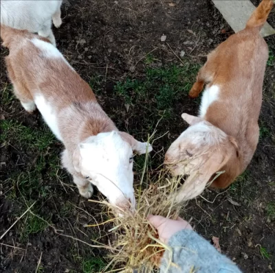 Prodám 100% anglonubijská kůzlátka