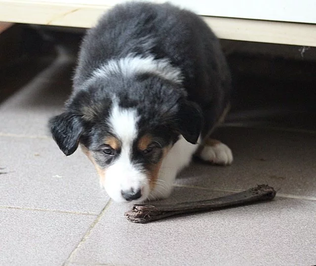 border collie