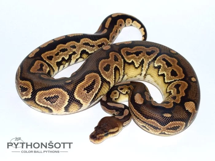 KRAJTA KRÁLOVSKÁ - Python regius