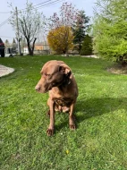 křížený výmarský ohař