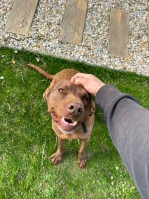 křížený výmarský ohař