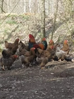 Kuřata, kachňata, housata, perlíčata - domácí chov čistokrevné drůbeže
