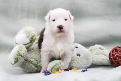 Australský ovčák s PP