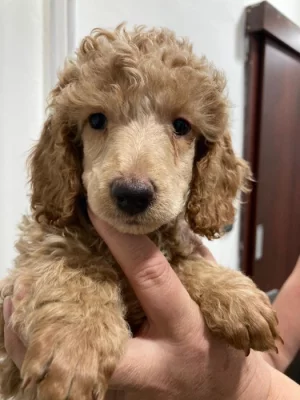 PUDL STŘEDNÍ plavá-červená s průkazem původu