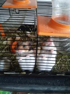 Sirskomedvědí křeček + obyčejné myšky