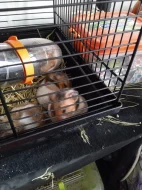 Sirskomedvědí křeček + obyčejné myšky