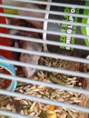 Sirskomedvědí křeček + obyčejné myšky