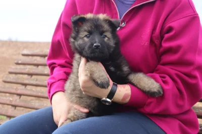 Fenka Německého ovčáka s PP