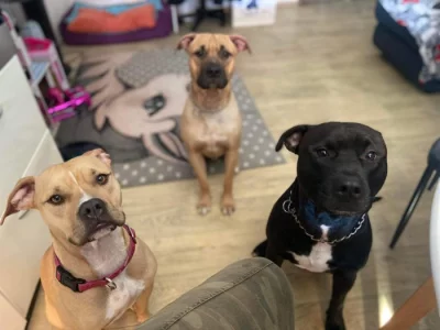 Daruji ročního pitbulla