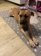 Daruji ročního pitbulla