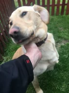 Daruji psa 2,5roku retriver zlatý x labrador