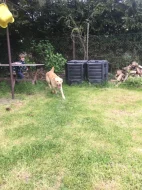 Daruji psa 2,5roku retriver zlatý x labrador