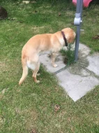 Daruji psa 2,5roku retriver zlatý x labrador