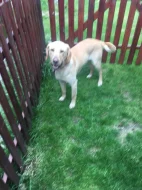 Daruji psa 2,5roku retriver zlatý x labrador
