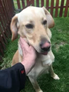 Daruji psa 2,5roku retriver zlatý x labrador