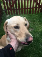 Daruji psa 2,5roku retriver zlatý x labrador